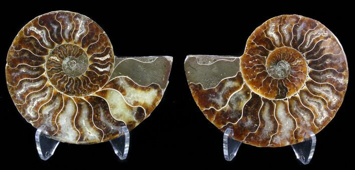 Sliced Fossil Ammonite Pair - Agatized #39597